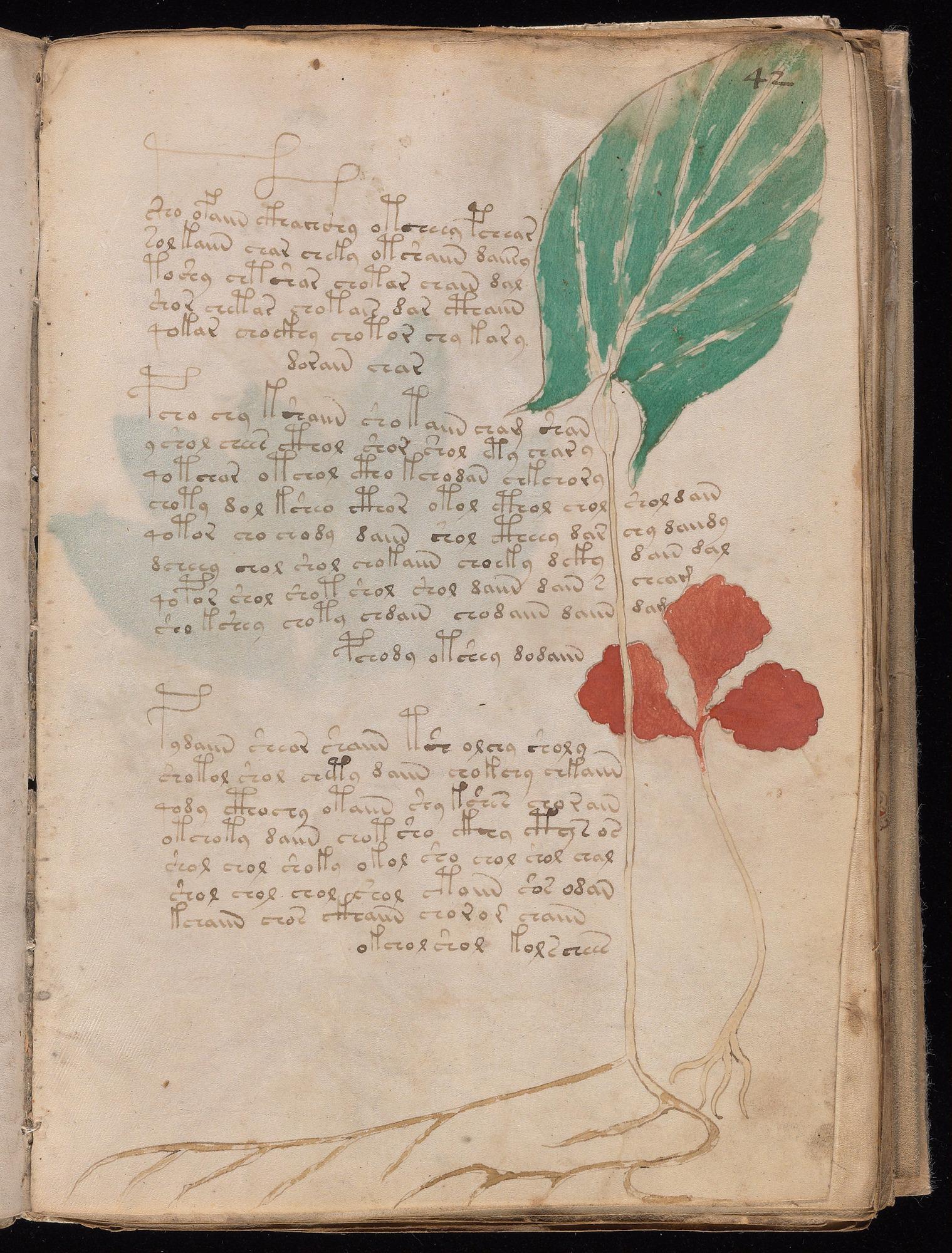 Voynich Manuscript folio f42r — Beinecke MS 408
